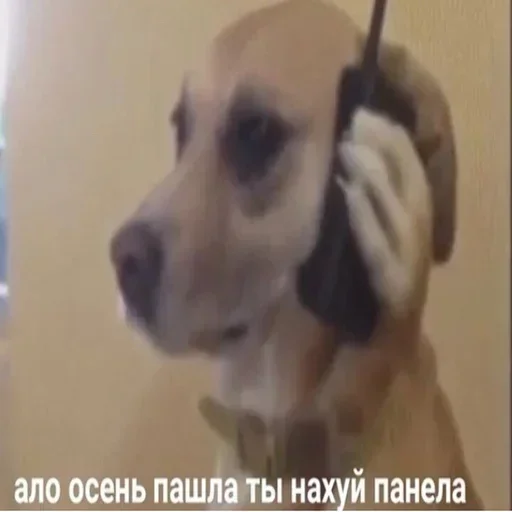 Стикер hoPiJxb_by_achestickbot - 1