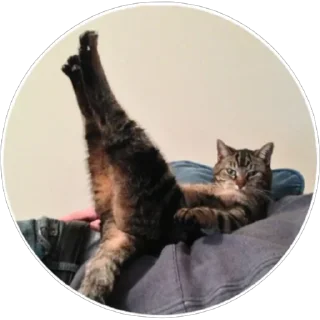 Стикер Хоба(@alp_stickers) - 11