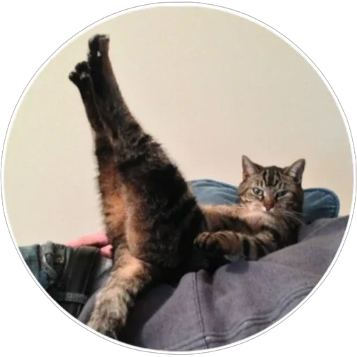 Sticker hoba_pack - 1