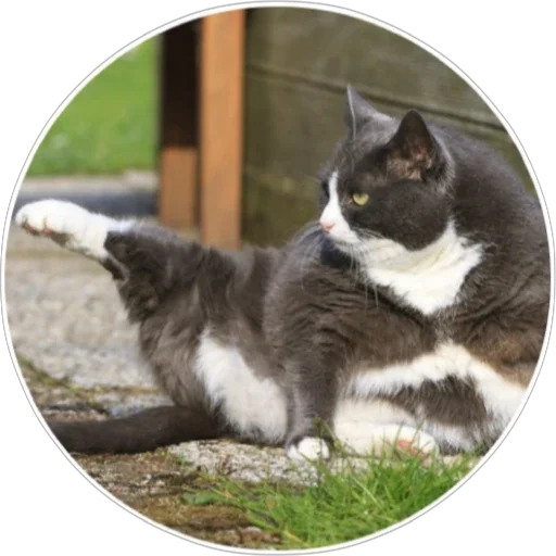 Sticker hoba_pack - 1