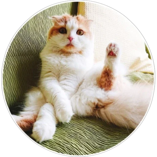 Sticker hoba_pack - 1