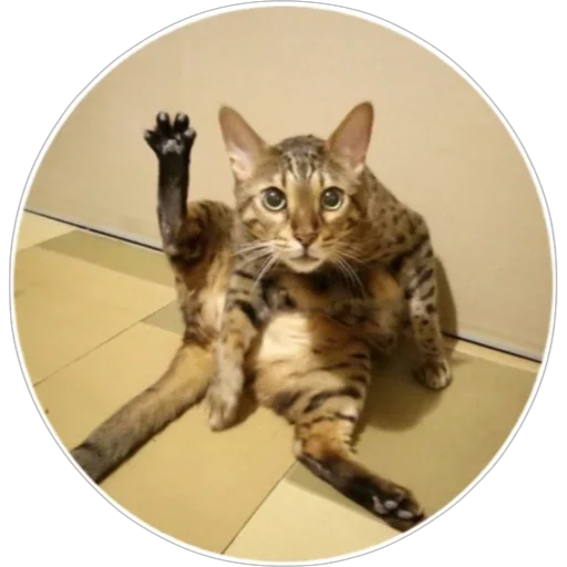 Sticker hoba_pack - 1