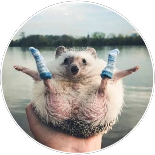 Стикер Хоба(@alp_stickers) - 0