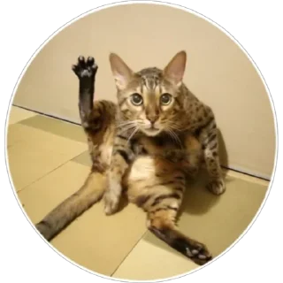 Стикер Хоба(@alp_stickers) - 7