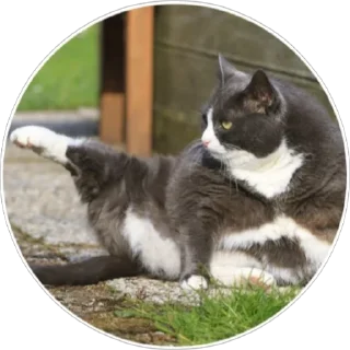 Стикер Хоба(@alp_stickers) - 10