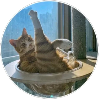 Стикер Хоба(@alp_stickers) - 4