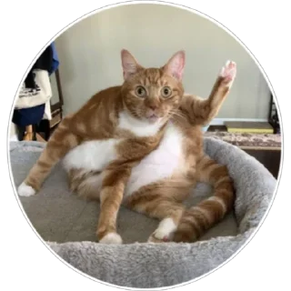 Стикер Хоба(@alp_stickers) - 3