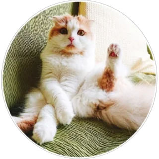 Стикер Хоба(@alp_stickers) - 8