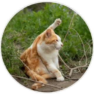 Стикер Хоба(@alp_stickers) - 9