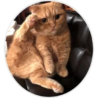 Стикер Хоба(@alp_stickers) - 1