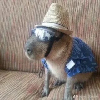 Sticker @kapibarynstvo - 1