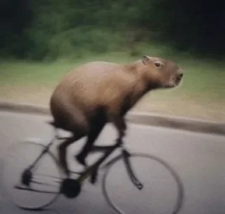 Sticker @kapibarynstvo - 5