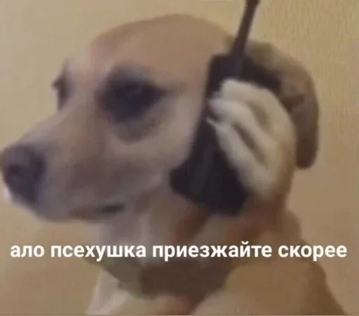 dog breed pet animal