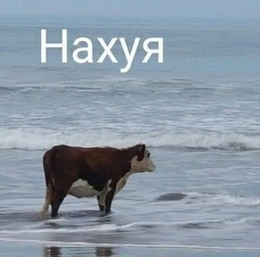 Sticker стики ходилки!🌞🌈 by @fStikBot - 5