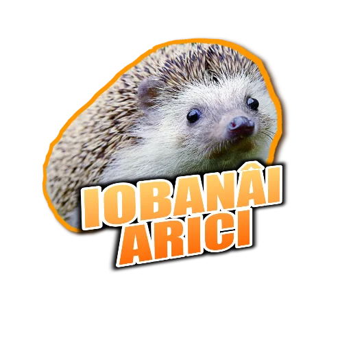 animal mammal hedgehog