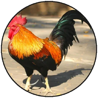 Стикер ✨🌙Holy Moon Sticks @holy_moon - 8