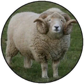 Стикер ✨🌙Holy Moon Sticks @holy_moon - 4