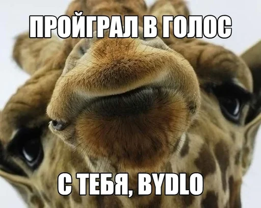 animal mammal terrestrial animal