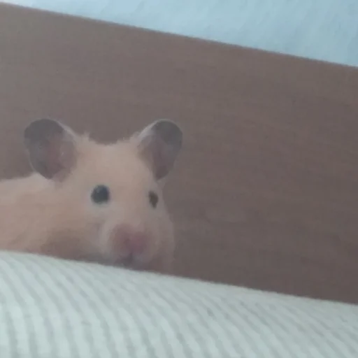 Sticker хома - 6