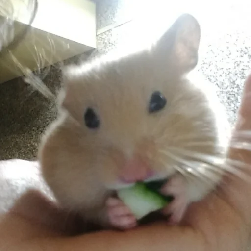 Sticker хома - 4