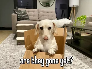 Sticker homophobic dog - 0