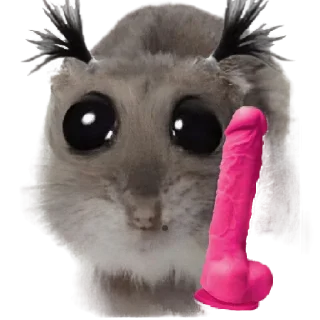 Стикер homyachkimalysha - 1