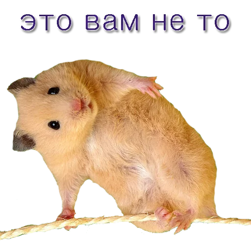 Хомячья жизнь 2 (t.me/forcateat) - 