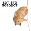 Sticker Хомячья жизнь 2 (t.me/forcateat) - 5