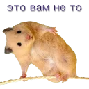 Sticker Хомячья жизнь 2 (t.me/forcateat) - 8
