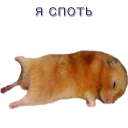 Sticker Хомячья жизнь 2 (t.me/forcateat) - 6