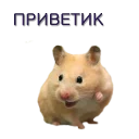 Sticker Хомячья жизнь 2 (t.me/forcateat) - 7