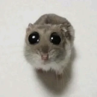 mammal animal rodent