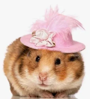 Sticker Хомяк в шляпе @SozdaiStickeriBot - 11