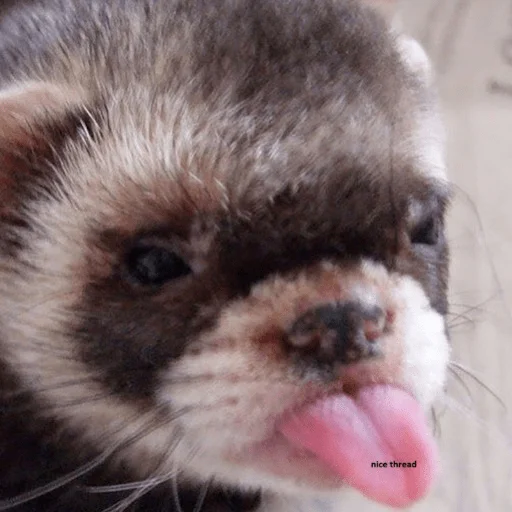 Sticker хорьковое семейство - 6