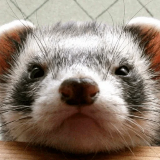 хорьковое семейство - 