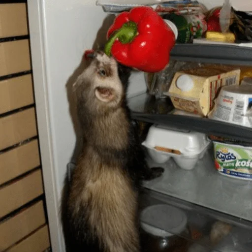 Sticker хорьковое семейство - 5