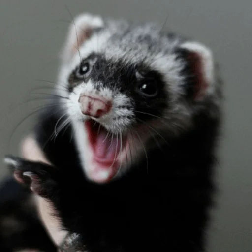 Sticker хорьковое семейство - 4