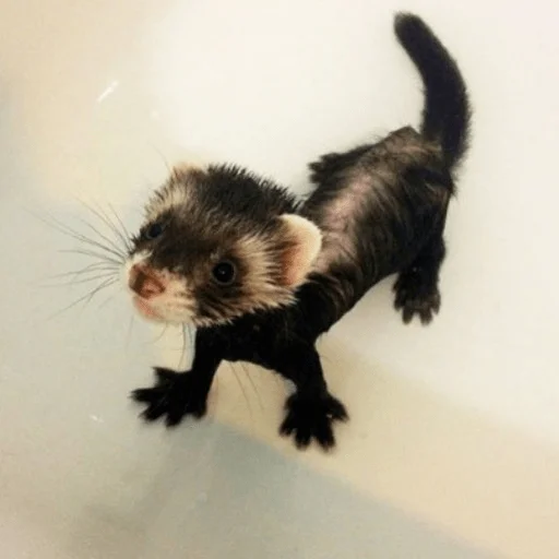 Sticker хорьковое семейство - 3