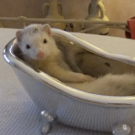 Sticker хорьковое семейство - 2