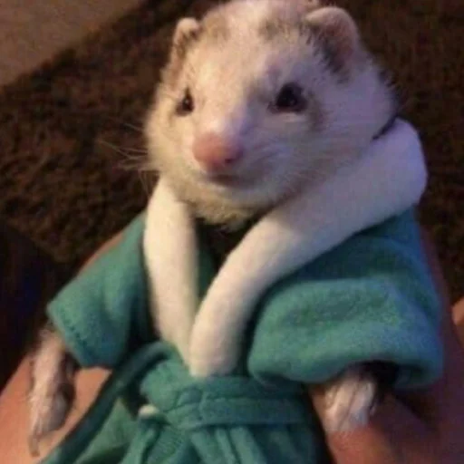 Sticker хорьковое семейство - 0