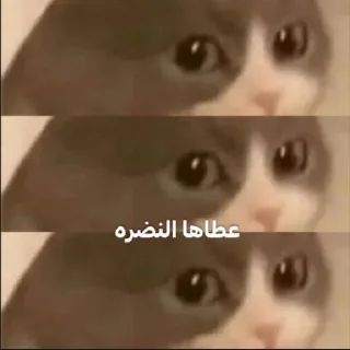 Sticker من حور🇷🇺 لـ لايت - 9