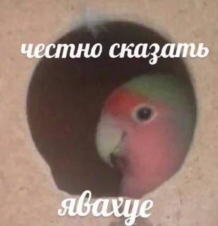 Sticker хуита - 6