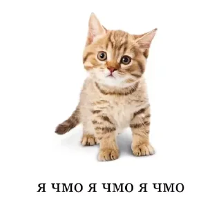 Sticker секс буш - 2