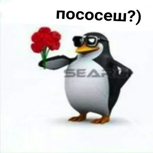 aquatic bird penguin bird