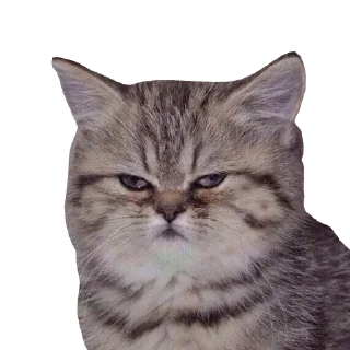 Sticker kucha @horqa - 3