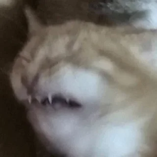 Sticker kucha @horqa - 2