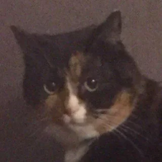 Sticker kucha @horqa - 4