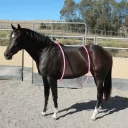 Sticker horse memes - 1