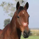 Sticker horse memes - 2