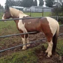 Sticker horse memes - 0